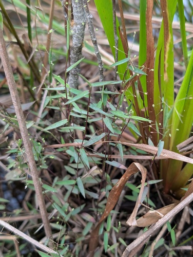 Trichanthecium parvifolium, 2026-04-15