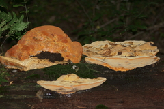 Aurantiporus croceus