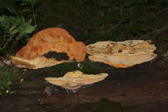 Aurantiporus croceus