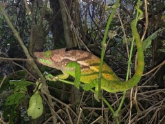 Calumma oshaughnessyi