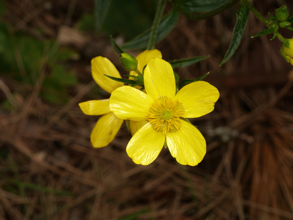 Ranunculus cortusifolius; photograph (c) Borja Fierro, some rights reserved (CC BY)