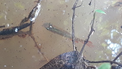 Aplocheilus lineatus