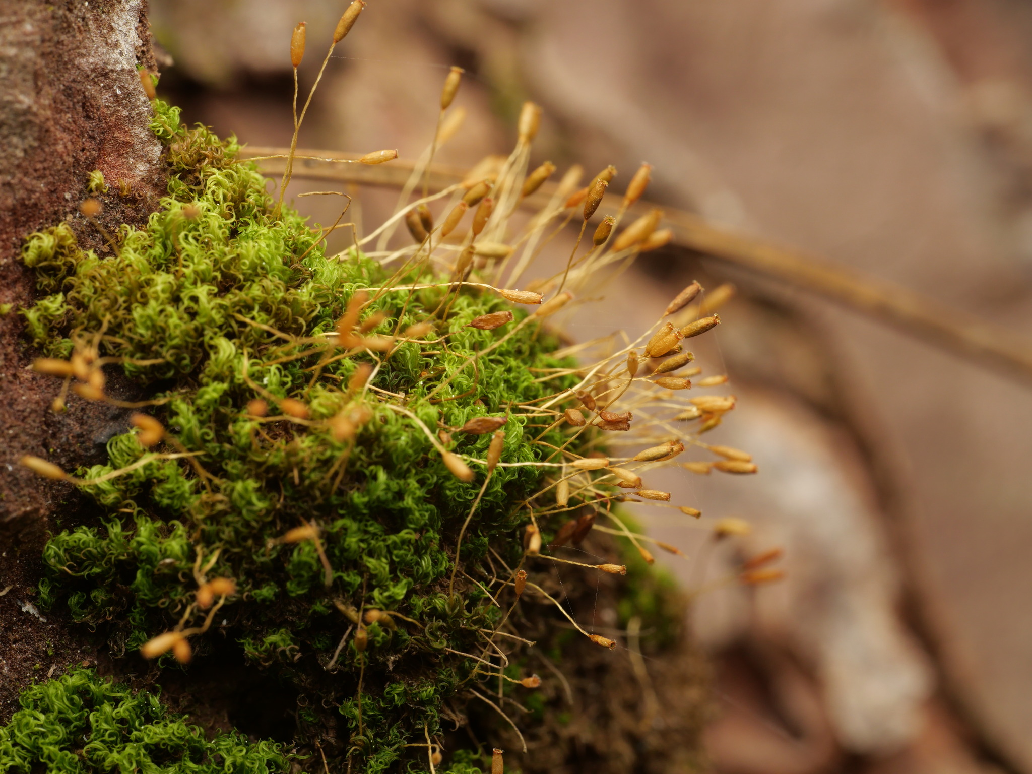 Dicranoweisia cirrata