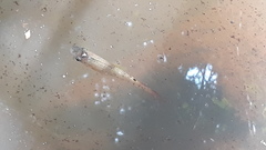 Aplocheilus lineatus