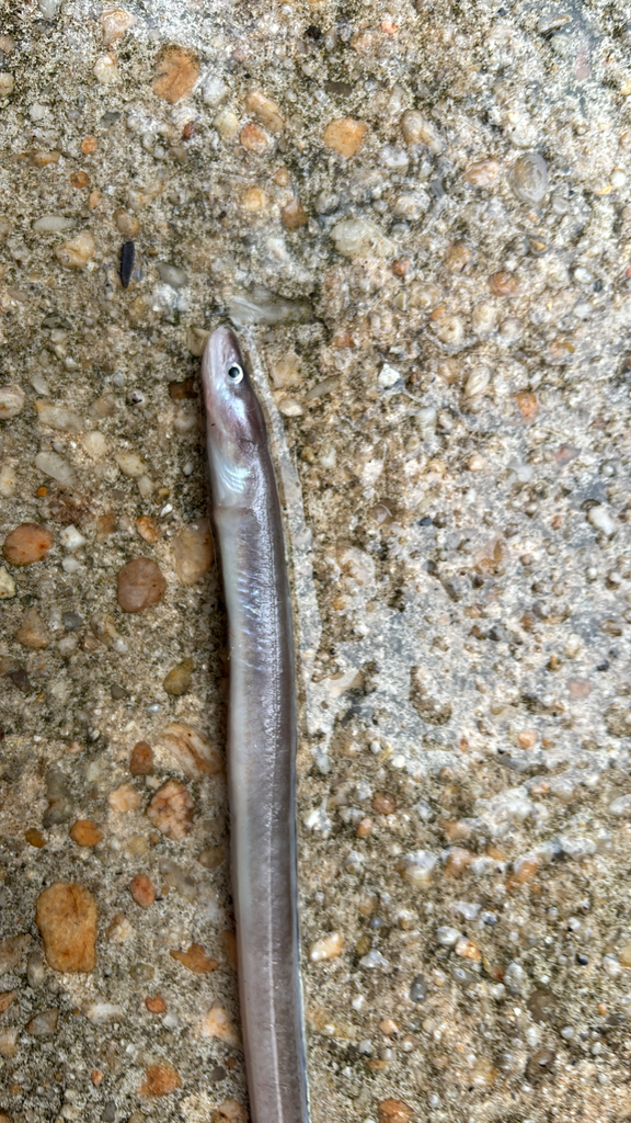 American conger (Conger oceanicus) — Congridae