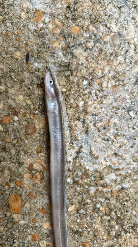 American conger (Conger oceanicus) — Congridae