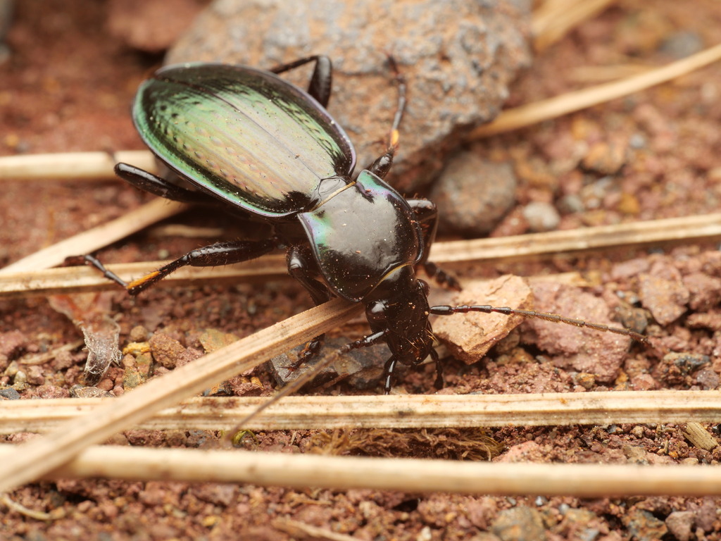 Carabus abbreviatus