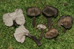 Craterellus cinereus