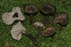 Craterellus cinereus