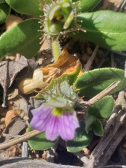 Blepharis integrifolia