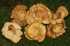 Cantharellus lewisii