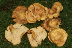 Cantharellus lewisii
