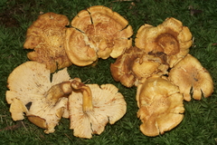 Cantharellus lewisii