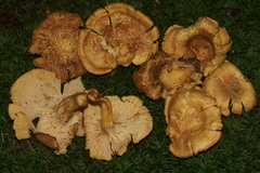Cantharellus lewisii