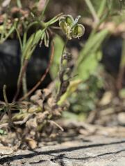 Biscutella didyma, photograph (c) Daniel Cahen, some rights reserved (CC BY)