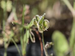 Biscutella didyma, photograph (c) Daniel Cahen, some rights reserved (CC BY)