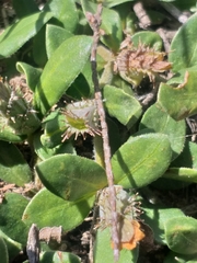 Blepharis integrifolia