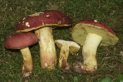 Boletus roodyi