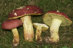 Boletus roodyi