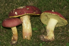 Boletus roodyi