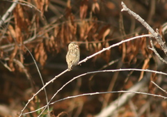 Euplectes franciscanus