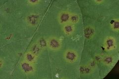 Cercospora