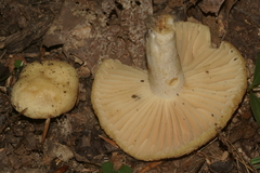 Russula earlei