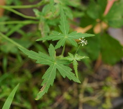 Hydrocotyle geraniifolia