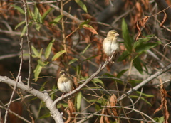 Euplectes franciscanus