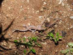 Hemidactylus whitakeri