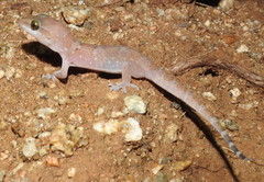 Hemidactylus whitakeri