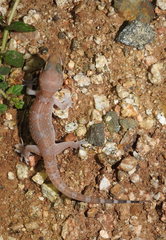 Hemidactylus whitakeri