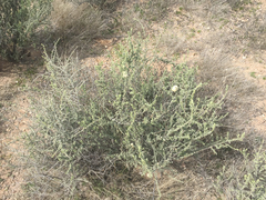 Asphondylia floccosa