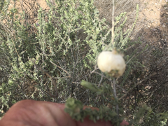 Asphondylia floccosa