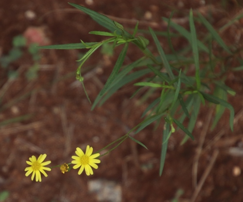 Image of Senecio bupleuroides by (c) Tony Rebelo, some rights reserved (CC BY-SA)