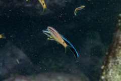 Aspidontus taeniatus