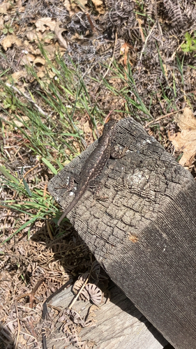 iNaturalist observation photo of Western Fence Lizard