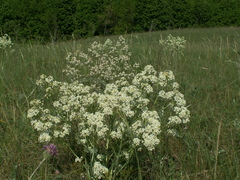 Crambe tataria