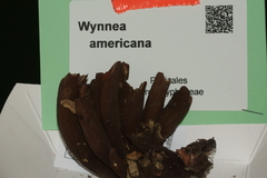 Wynnea americana