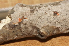 Quaternaria quaternata