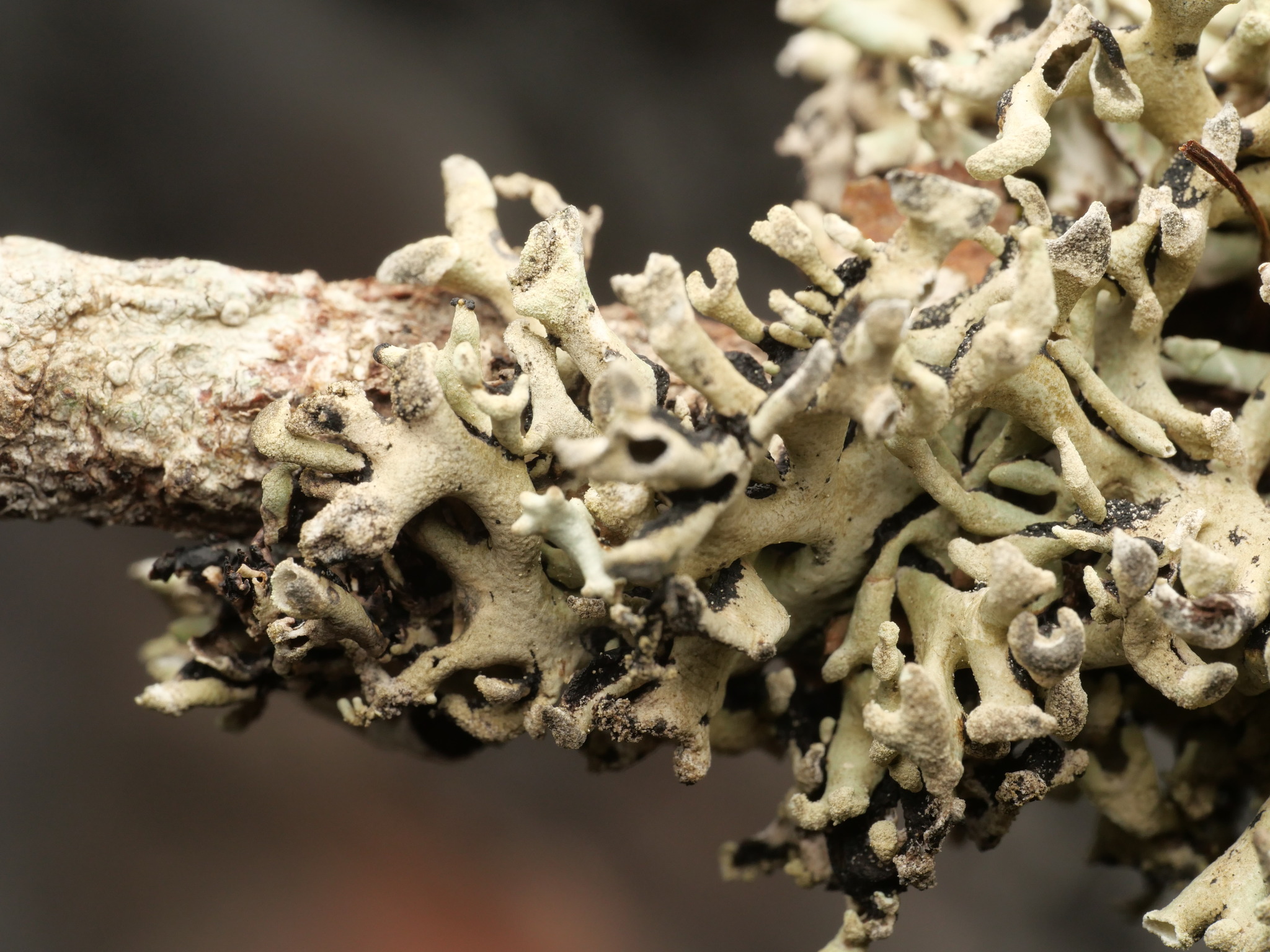 Hypogymnia tubulosa