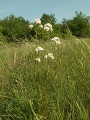 Valeriana rossica