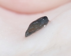 Anadenulus cockerelli