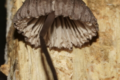 Mycena rubromarginata