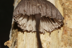 Mycena rubromarginata