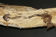 Mycena rubromarginata