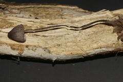 Mycena rubromarginata