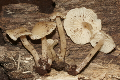 Pseudolaccaria pachyphylla