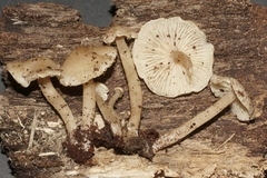 Pseudolaccaria pachyphylla