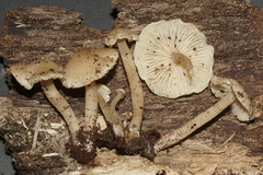 Pseudolaccaria pachyphylla
